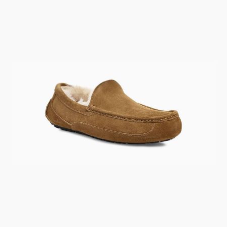 UGG Ascot Brown Slippers for Men (PDYV07456)